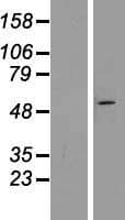 ZNF654 Protein (Over-Expression Lysate Myc-DDK (Flag))