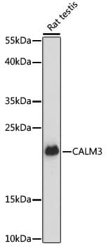 CALM3 / Calmodulin 3 Antibody