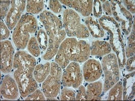 ACTN1 Antibody (clone OTI7A4)