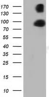 Monoclonal Mouse anti-Human PRKD2 / PKD2 Antibody (clone OTI3A1, WB)