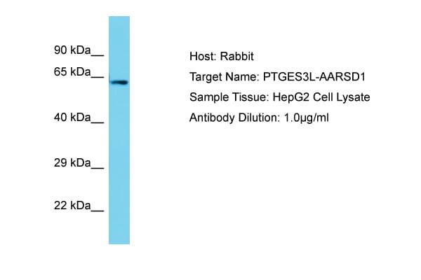 AARSD1 Antibody (aa452-501)