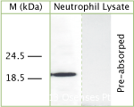 IHC-plus™ LL37 / Cathelicidin Antibody