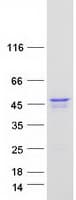 Human PINX1 Protein (Recombinant Myc-DDK (Flag))