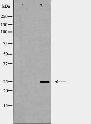 CD9 Antibody
