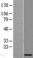 NRARP Protein (Over-Expression Lysate Myc-DDK (Flag))