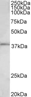 PathPlus™ FOS / c-FOS Antibody (aa283-295)