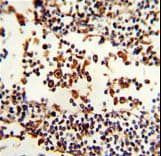 Rabbit Anti-Human IgA1 Secondary Antibody