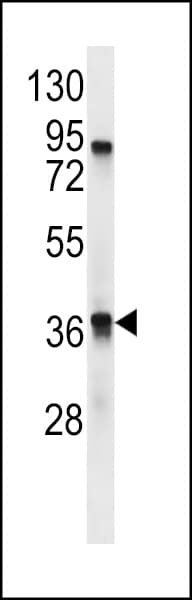 Polyclonal Rabbit anti-Human TAAR9 Antibody (aa229-255, WB)