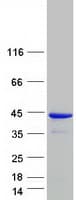 Human GIMAP4 Protein (Recombinant Myc-DDK (Flag))