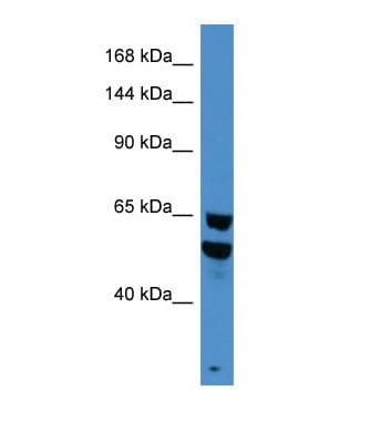 BRD9 Antibody (aa51-100)