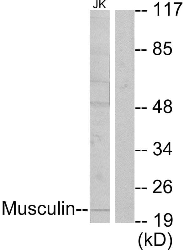 MSC / Musculin Antibody