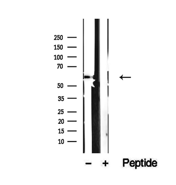SRP54 Antibody