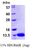 Human S100A13 Protein (Recombinant His)