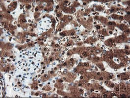 PSMA6 Antibody (clone OTI7C2)