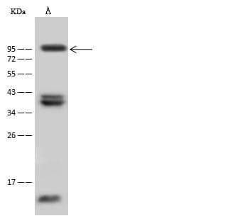 MME / CD10 Antibody (aa52-750, Preservative Free)