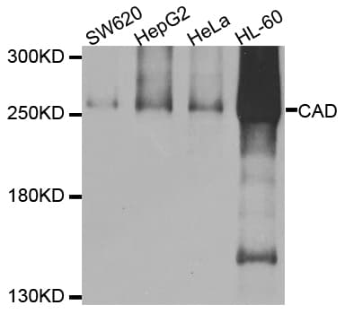Polyclonal Rabbit anti-Human CAD Antibody (IHC, WB)