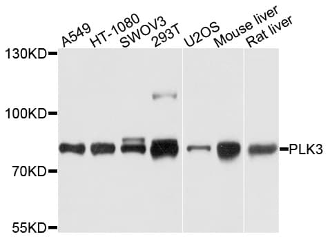 PLK3 Antibody