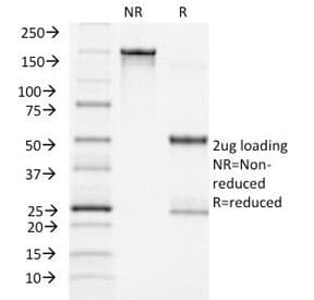 Monoclonal Mouse anti-Human ACTH Antibody (clone CLIP/1418, Azide-free,BSA-free, IF)