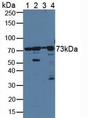 PDIA4 / ERP72 Antibody (aa505-636)