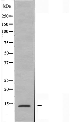NUTF2 / PP15 Antibody