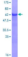 Human SH3GL2 Protein (Recombinant GST)