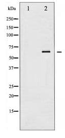 SYK Antibody