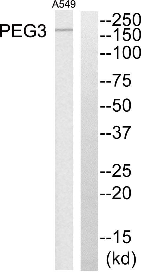 PEG3 Antibody