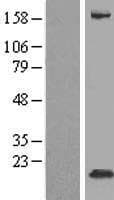 FXYD3 Protein (Over-Expression Lysate Myc-DDK (Flag))