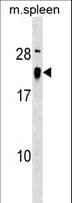 ALG13 Antibody (aa44-70)