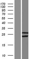 DNLZ Protein (Over-Expression Lysate Myc-DDK (Flag))