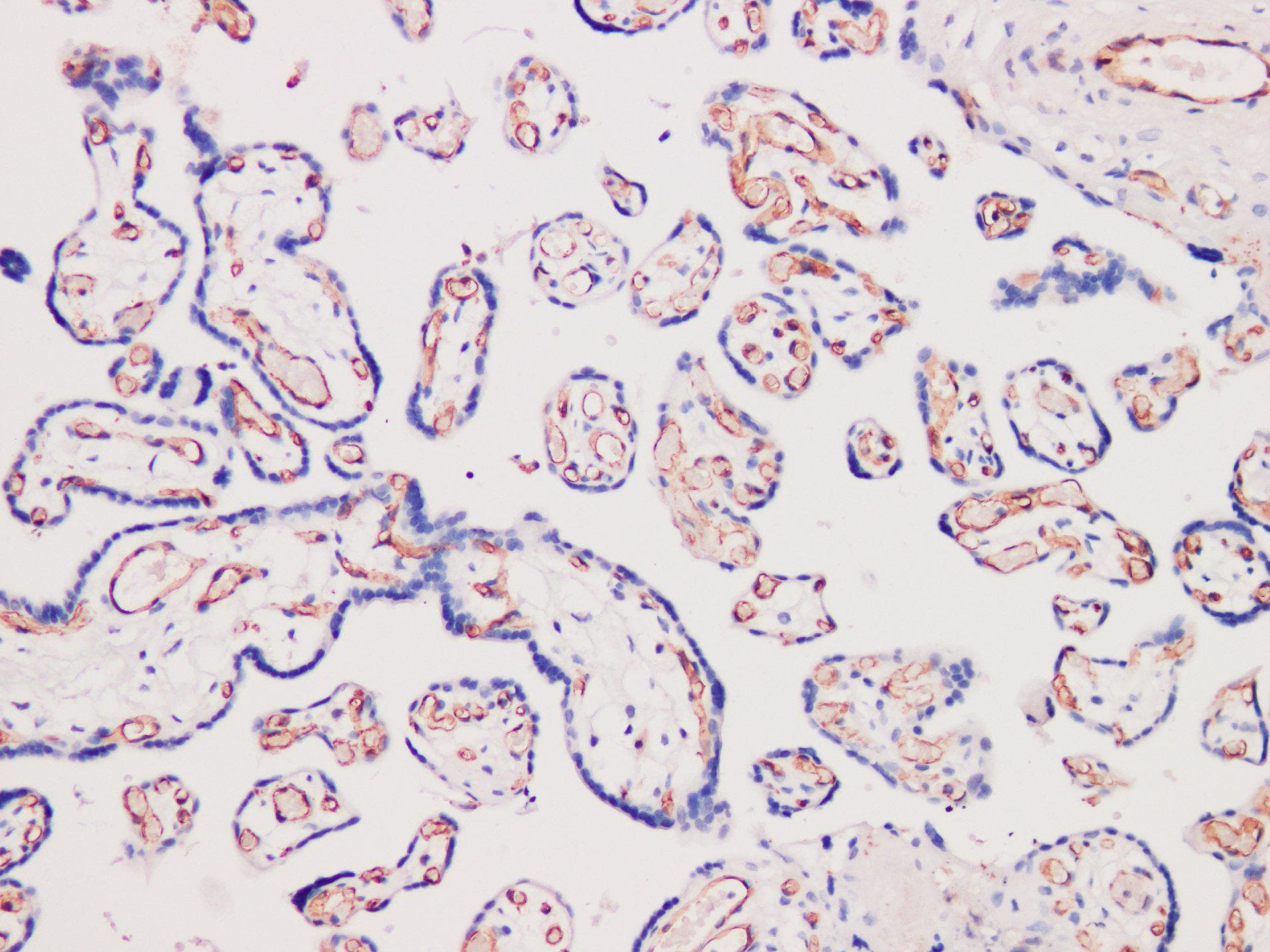 PECAM-1 / CD31 Antibody