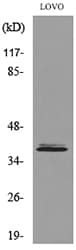 EKLF / KLF1 Antibody