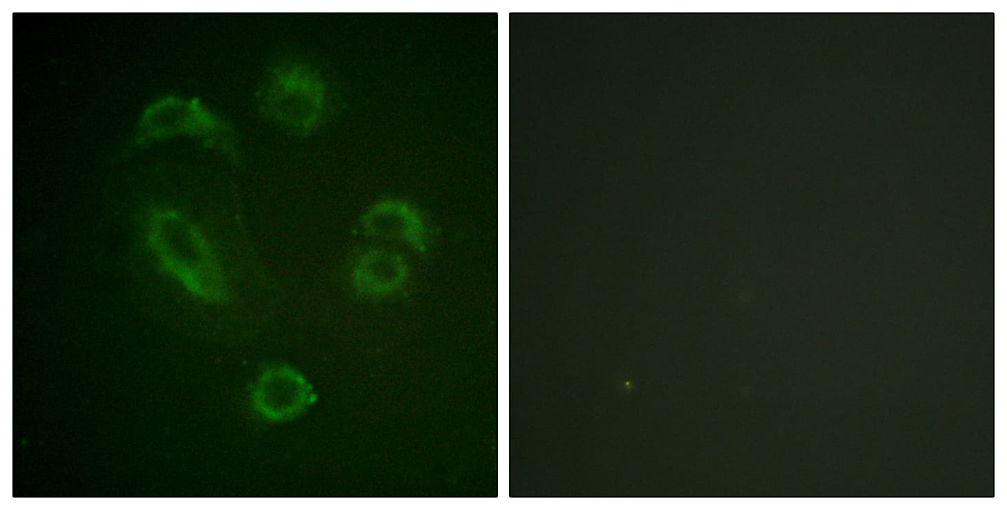 Polyclonal Rabbit anti-Human DAPP1 / BAM32 Antibody (phospho-Tyr139, IF, WB)