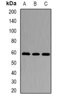 KPNA3 / Importin Alpha 4 Antibody