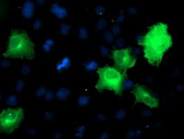 SNAP25 Antibody (clone OTI4B2)