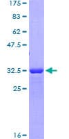 Human CD163 Protein (Recombinant GST, N-terminus)