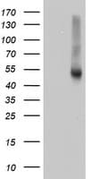 RNH1 Antibody (clone OTI2B1, Carrier-free)