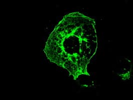 KIND2 / FERMT2 Antibody (clone OTI14A11)