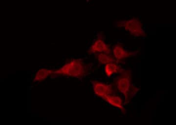 Polyclonal Rabbit anti-Human OR5H15 Antibody (IF, WB)