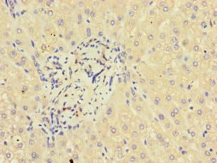 GLT8D1 Antibody