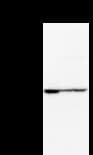 Monoclonal Mouse anti-Human ZNF354A Antibody (clone 149C1a, WB)