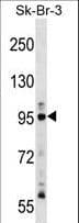 Polyclonal Rabbit anti-Human MPS1 / TTK Antibody (aa6-35, WB)
