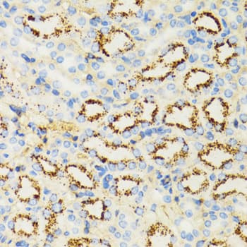 HLA-DRB3 Antibody