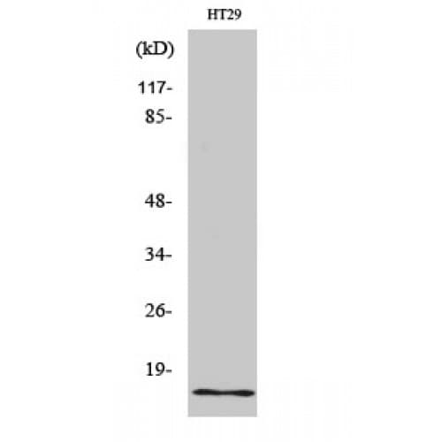 INSL4 Antibody (10-90 aa, Internal)