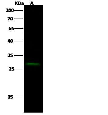 Polyclonal Rabbit anti-Human CER1 Antibody (Preservative Free, WB)