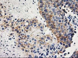 ANAPC2 / APC2 Antibody (clone OTI1A6, Carrier-free)