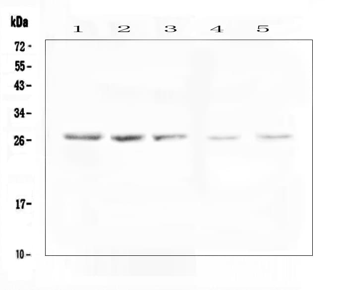VAPB Antibody