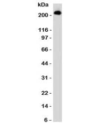 CD45RB Antibody (clone CDLA45RB-1)