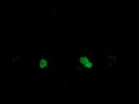 SSX1 Antibody (clone OTI1D10)