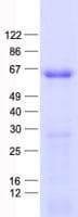 Human ZNF597 Protein (Recombinant His, N-Terminal)
